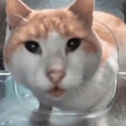 catsssssss