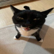 SNEAKO