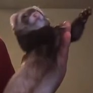 one dancy ferret