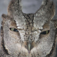 Owletka