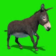 Donkey