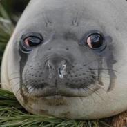 moleconpito