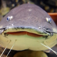 KhatFisch
