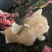 ratte