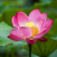 岁月静好