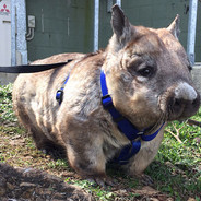 Wombat
