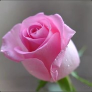 Roza_Калача
