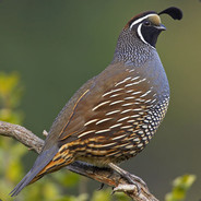 just a quail