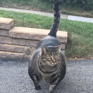 fatcat