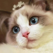 宰个猪！