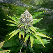 chapeleta cannabis