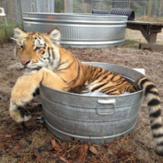 Time4Tigers