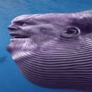 Whanos