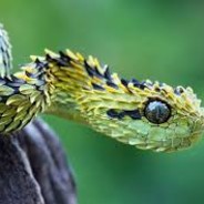 Sneaky Snake