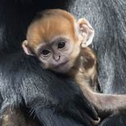monkey  lvl 1