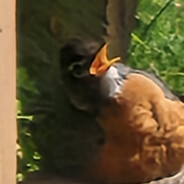 NobirdyNew