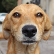 DogCaramelo