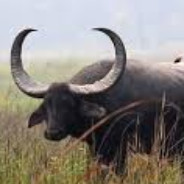 Water_Buffalo