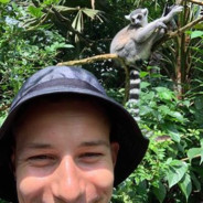 lemur