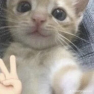 cata