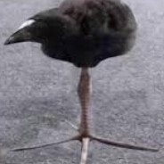 TheRedDuck