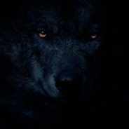 -=D@rKWoLF=-