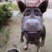 Mydachyo