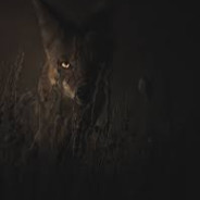 FOXS1