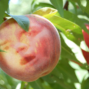 yung peachtree