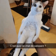 Chat Salopard