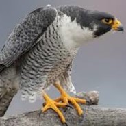 Falcon