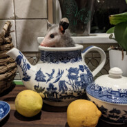 Teapot Possum