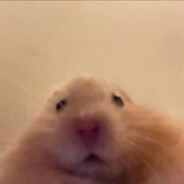 sirFronto