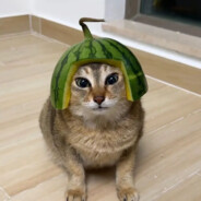 Steam Community :: Mr.MelonCat