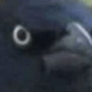 crow