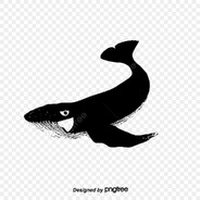 هجمه القرش الاسود