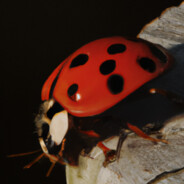 Coccinelle