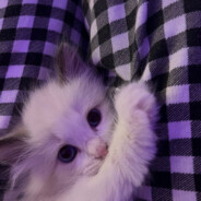 VladiK :3