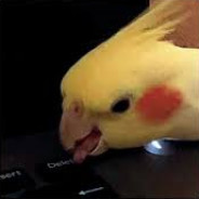 Birb