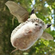 Hedgebat