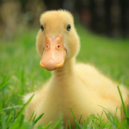 duck