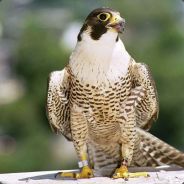 FALCON[MTS]