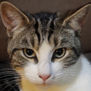 Gatito Bello