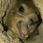 dan