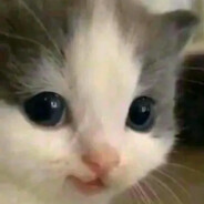 Anki