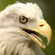 orzel