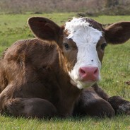 CALF