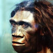 Homo erectus