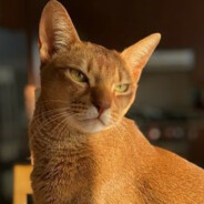 Jarvislechat