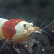 Das Shrimp